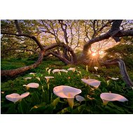 HEYE Puzzle Magic Forests: African Cornucopia 1000 pieces - Jigsaw Puzzle