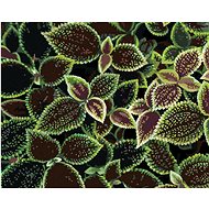 Diamondi - GREEN AND RED LEAVES, 40x50 cm, stretched canvas on frame - Diamond Painting