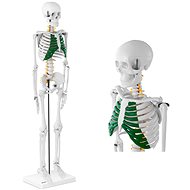 Physa Anatomical model of human skeleton 85 cm - Anatomy Model