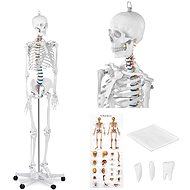 Physa Anatomical model of human skeleton 176 cm + anatomical poster - Anatomy Model