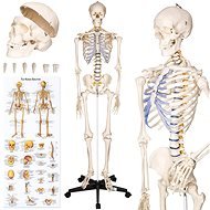 Anatomický model ľudská kostra 180 cm biely - Anatomický model
