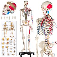 Anatomical model human skeleton with marking and numbering of muscles white - Anatomy Model