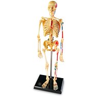 Learning Resources Anatomical model of the human skeleton - Anatomy Model