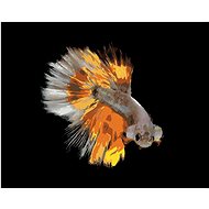 Warrior fish yellow, 80×100 cm, without frame and without canvas - Painting by Numbers