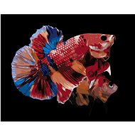 Two coloured fish, 40×50 cm, stretched canvas on frame - Painting by Numbers