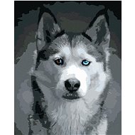 Husky's head, 80×100 cm, stretched canvas on frame - Painting by Numbers