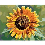 Sunflower flower, 40×50 cm, stretched canvas on frame - Painting by Numbers