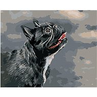 Looking French Bulldog, 40×50 cm, stretched canvas on frame - Painting by Numbers