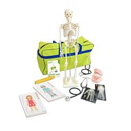 Betzold Human Body - Anatomy Model
