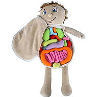 KIK KX2954 Educational doll - anatomical model, boy - Anatomy Model