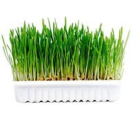 DUVO+ Set for Growing Fresh Grass for Rodents 70g - Dietary Supplement for Rodents