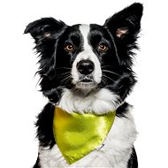 Chiweto Jackie L, Neon Green - Dog Scarves