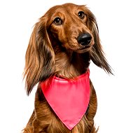 Chiweto Lady S, Pink Neon - Dog Scarves