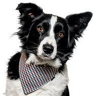 Chiweto Ben L, Blocks - Dog Scarves