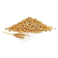 EKOKOZA Wheat protein hydrolysed - Cosmetic Ingredients