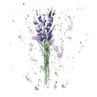 EKOKOZA Lavender water.1l - Face Lotion