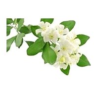 EKOKOZA Jasmine butter - Plant Butter