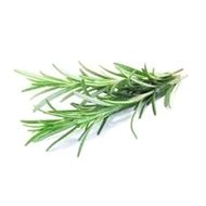 EKOKOZA CO2 extract rosemary BIO - Plant Extract