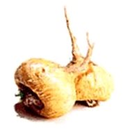 EKOKOZA Maca root extract, Maca Vital - Plant Extract