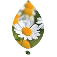 EKOKOZA Chamomile extract, 30ml potentized - Plant Extract