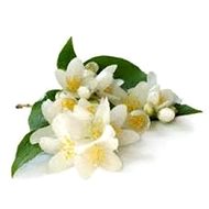 EKOKOZA Monoi de Tahiti, 100g - Plant Oil