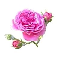 EKOKOZA Rose flower wax - Candle Wax