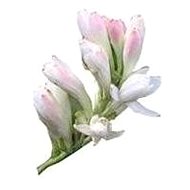 EKOKOZA Flower wax tuberose - Candle Wax