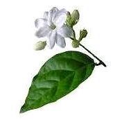 EKOKOZA Flower wax Jasmine - Candle Wax