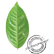 LEBELAGE Green Tea Solution Mask Pack 25 g - Face Mask