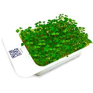 Microgreens by Leaf Learn arugula - Seedling Planter