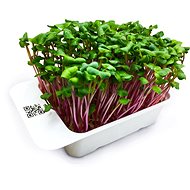 Microgreens by Leaf Learn radish - Seedling Planter