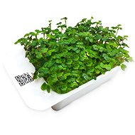 Microgreens by Leaf Learn mustard - Seedling Planter