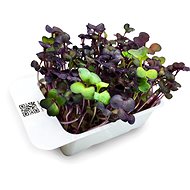 Microgreens by Leaf Learn red radish - Seedling Planter