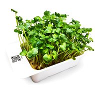 Microgreens by Leaf Learn daikon - Seedling Planter