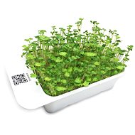 Microgreens by Leaf Learn broccoli - Seedling Planter