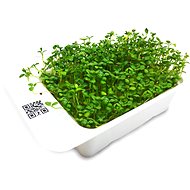 Microgreens by Leaf Learn clover - Seedling Planter