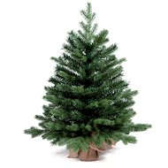 LAALU Christmas tree in pot - fir tree BERNARD, 60 cm - Christmas Tree