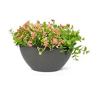 Oval box with eucalyptus pink 19 x 24 cm - Decoration