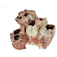 MACENAUER mušle Barnacle 10-15 cm - Aquarium Decoration