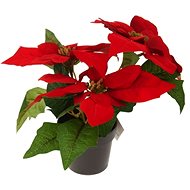 dekorace VÁNOČNÍ RŮŽE 24cm, ČRV - Vánoční dekorace