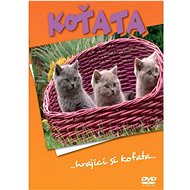 Kittens:. playing kittens. - DVD Film