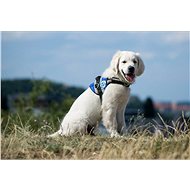 Varied dog kindergarten - Charity Project