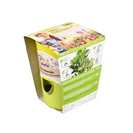 MINI-GARDEN Flowerpot - THYME, Plastic Substrate + Seeds, diameter of 11cm - Flower Pot