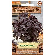 MORAVOSEED CZ Basil, red - Seeds
