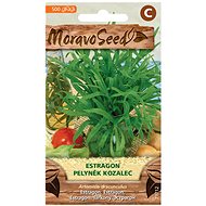 Tarragon - Wormwood - Seeds