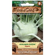 MORAVOSEED CZ Late Kedluben GIGANT, white - Seeds