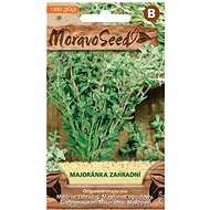 Garden Marjoram - Seeds