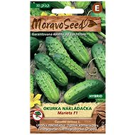 Warted Pickle Cucumber MARIETA F1 - Hybrid - Seeds