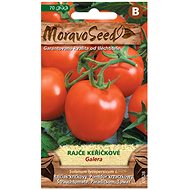 GALERA Bush Tomato, Round - Seeds