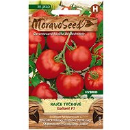 Vine Tomato GALLANT F1 - Seeds